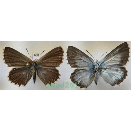 Polyommatus coridon (Poda, 1761) pair Poland40f
